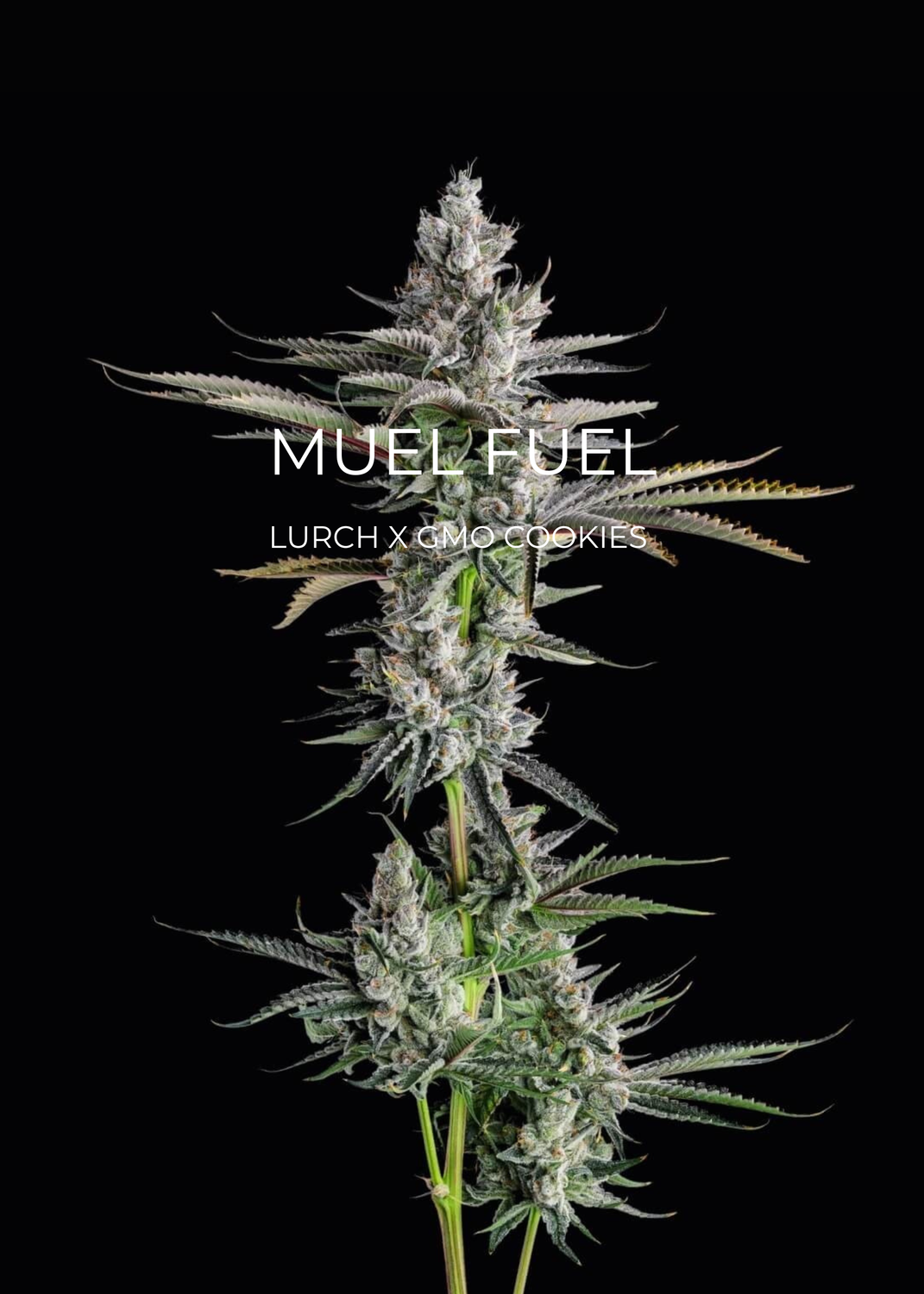 Muel Fuel - CannaFleur