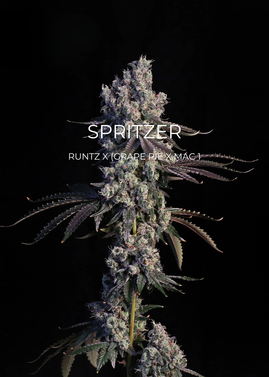 Spritzer - CannaFleur