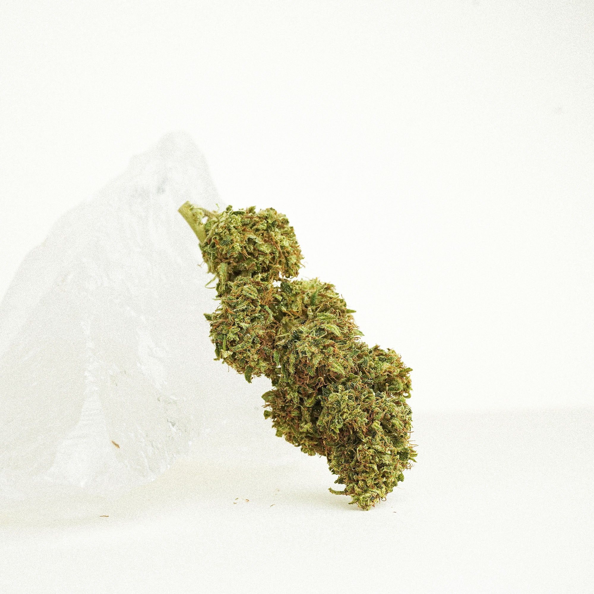Hanfblüten Tee - Colada Haze