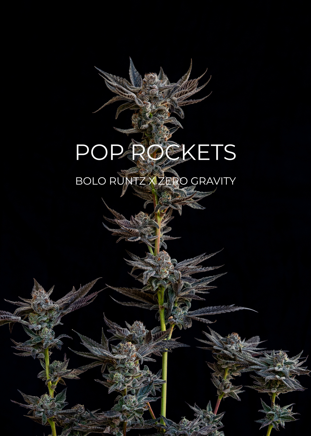 Pop Rockets #14 - CannaFleur
