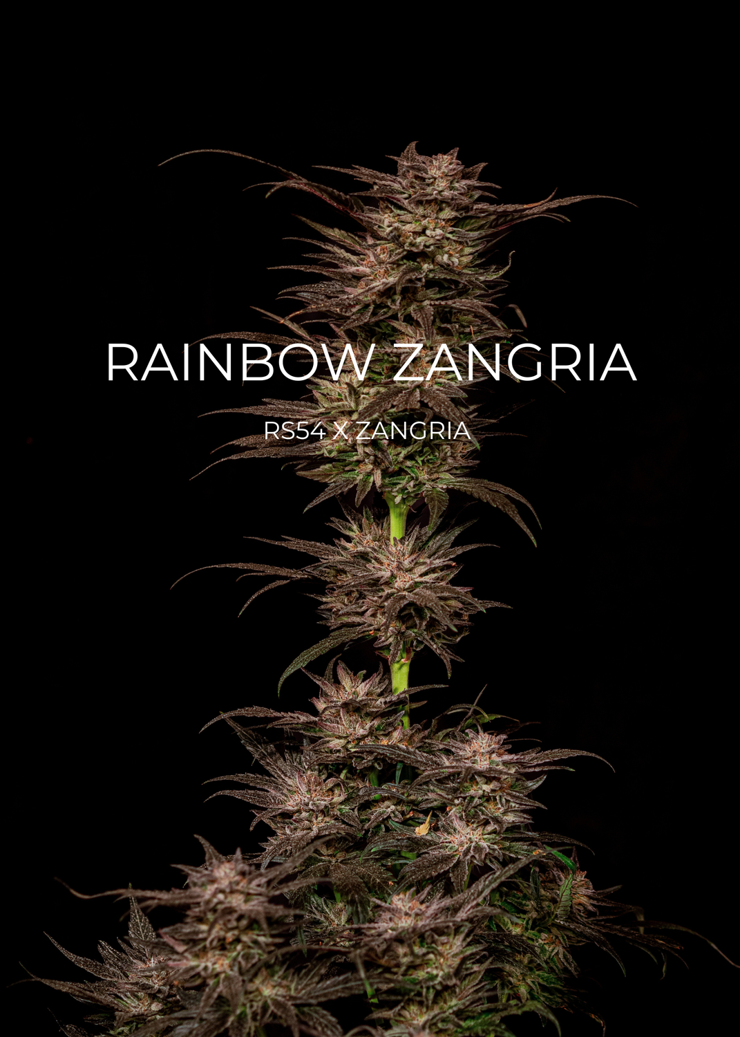 Rainbow Zangria - CannaFleur