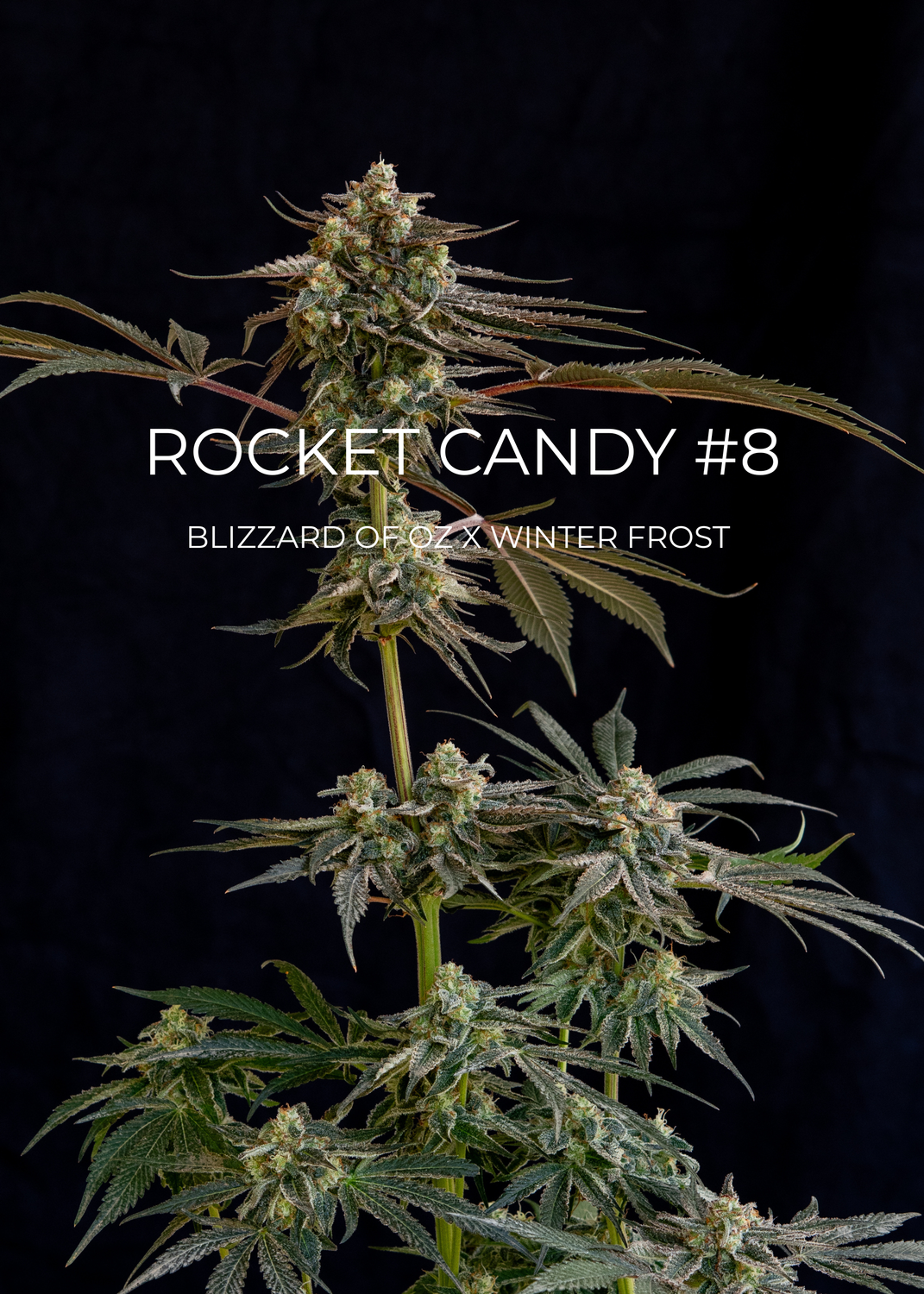 Rocket Candy #8 - CannaFleur
