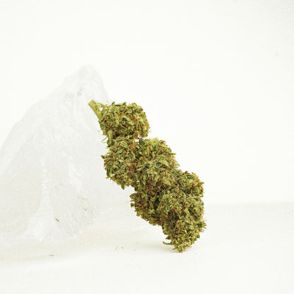 Hanfblüten Tee - Colada Haze